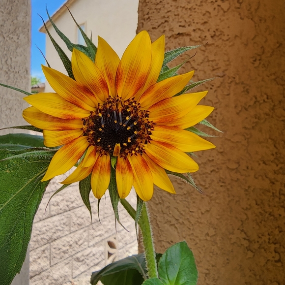 Stop by check it out - Picture 1 of 1